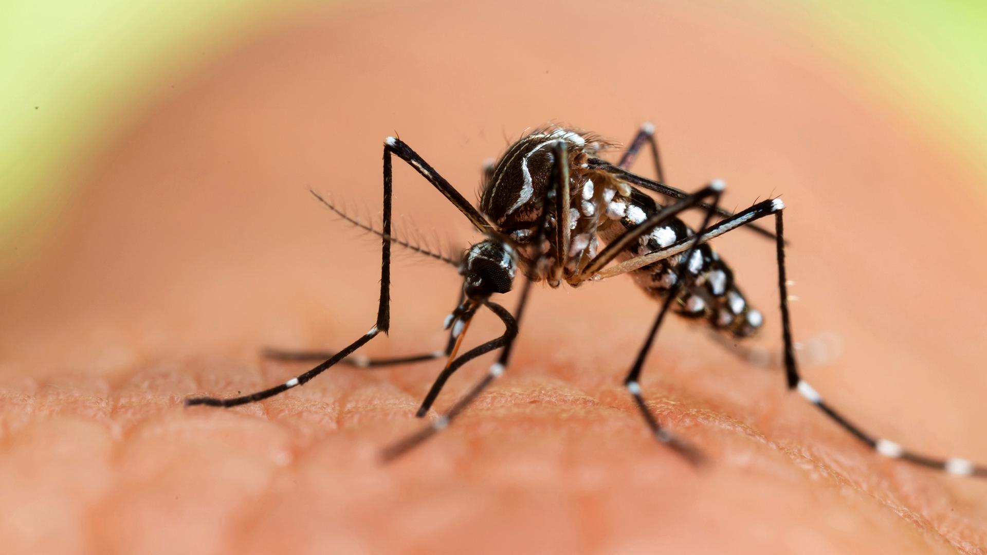 Asiatische Tigermücke