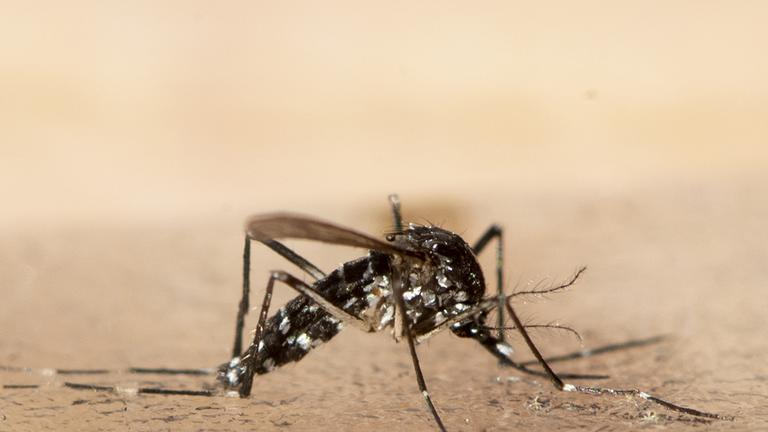 Symbolbild: Asiatische Tigermücke