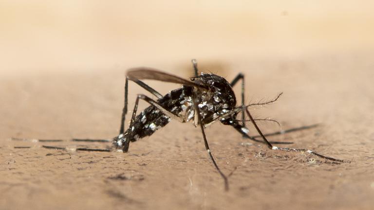 ARCHIV - 23.07.2019, Schweiz, Zürich: Eine tote Asiatische Tigermücke ist in Zürich zu sehen