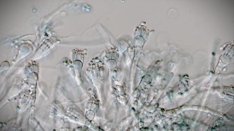Aspergillus section Restricti