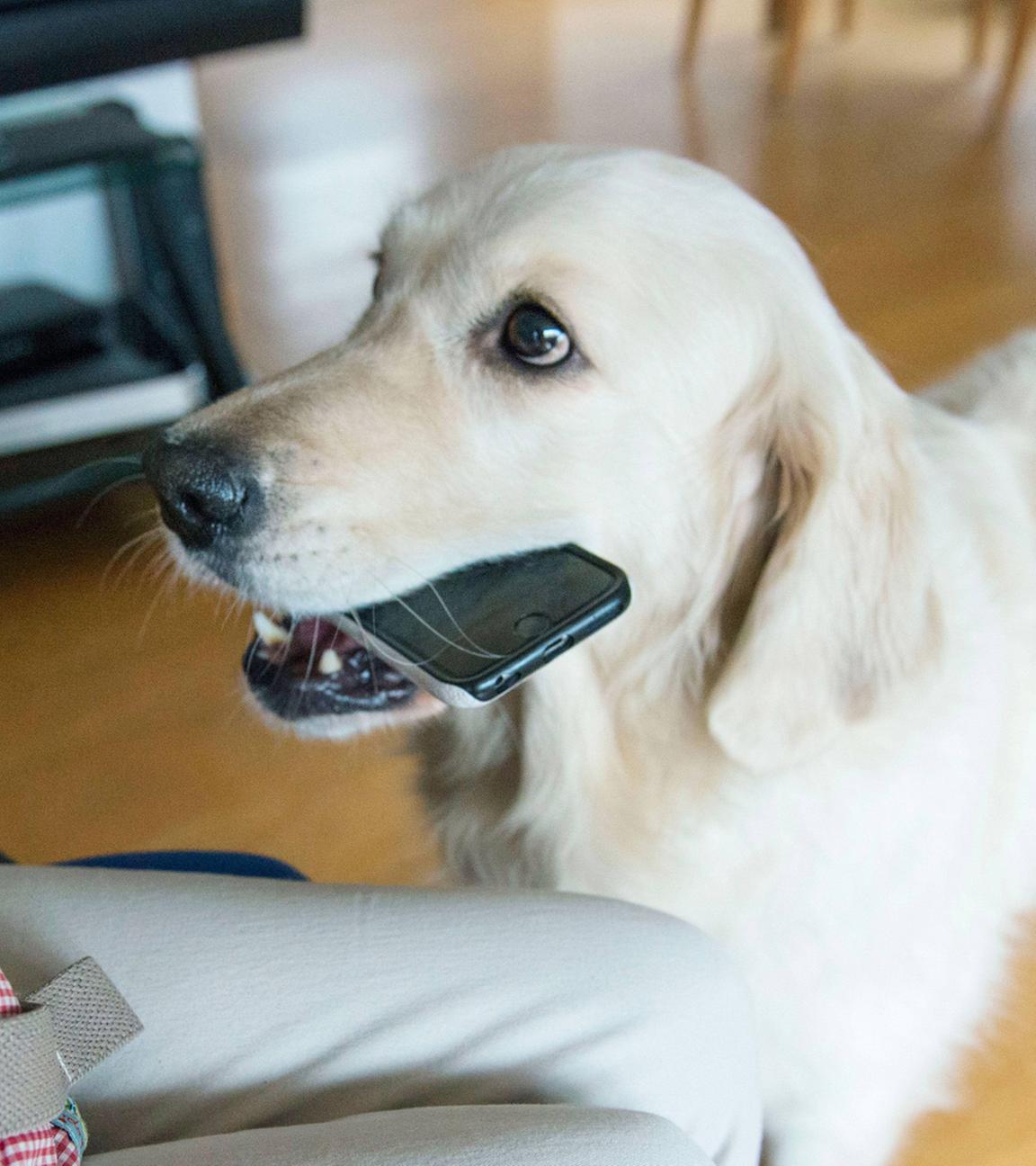 Ein Assistenzhund bringt ein Smartphone. (Symbolbild)