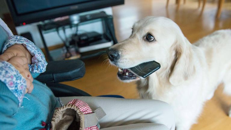 Ein Assistenzhund bringt ein Smartphone. (Symbolbild)