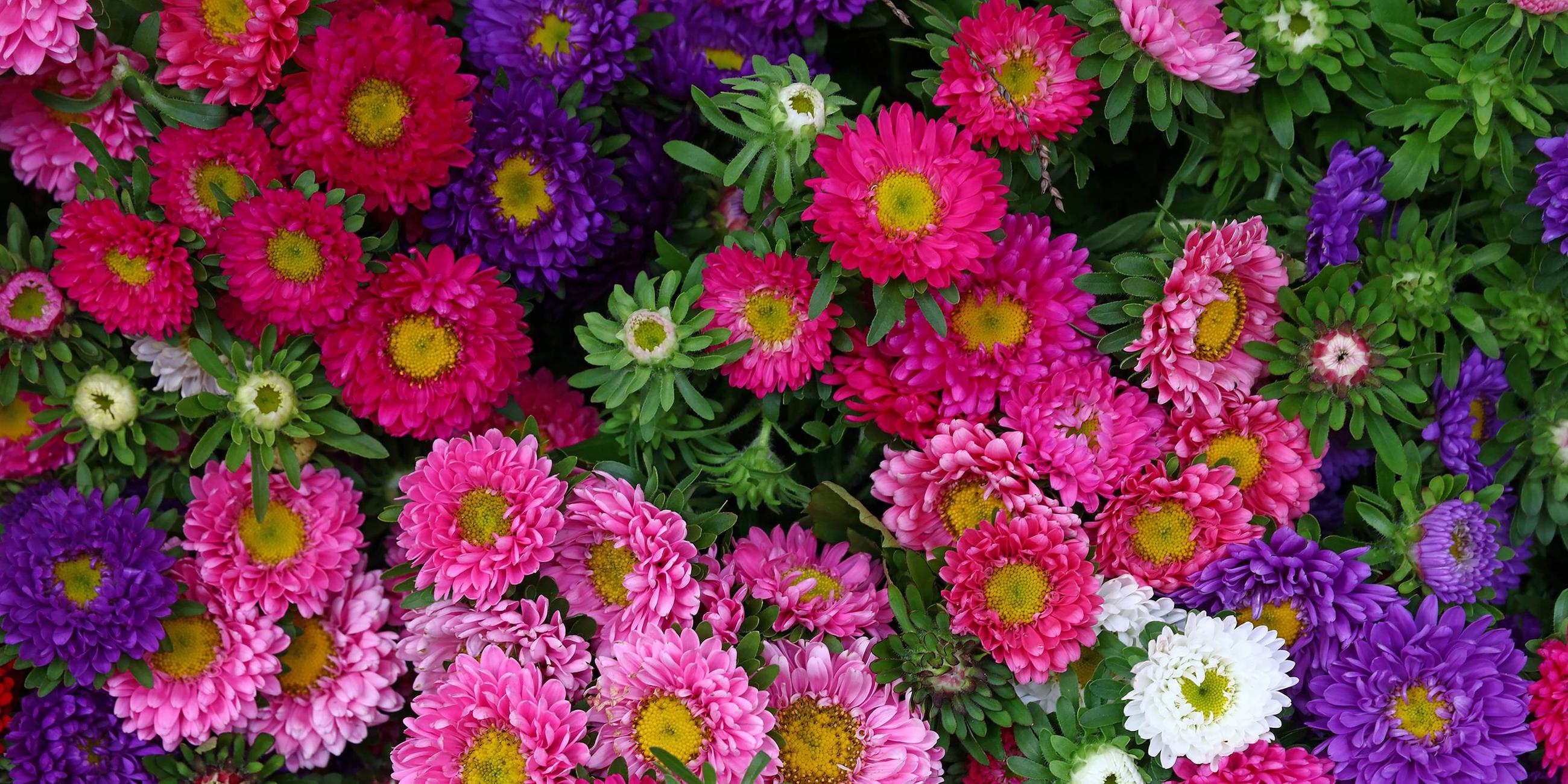 Bunte Astern