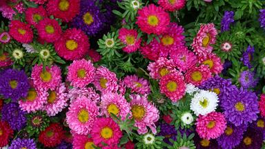 Bunte Astern