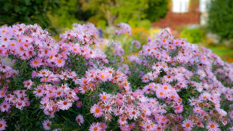 Wunderschön üppig blühende rosa Astern. Romantische Aufnahme mit Unschärfeeffekten.