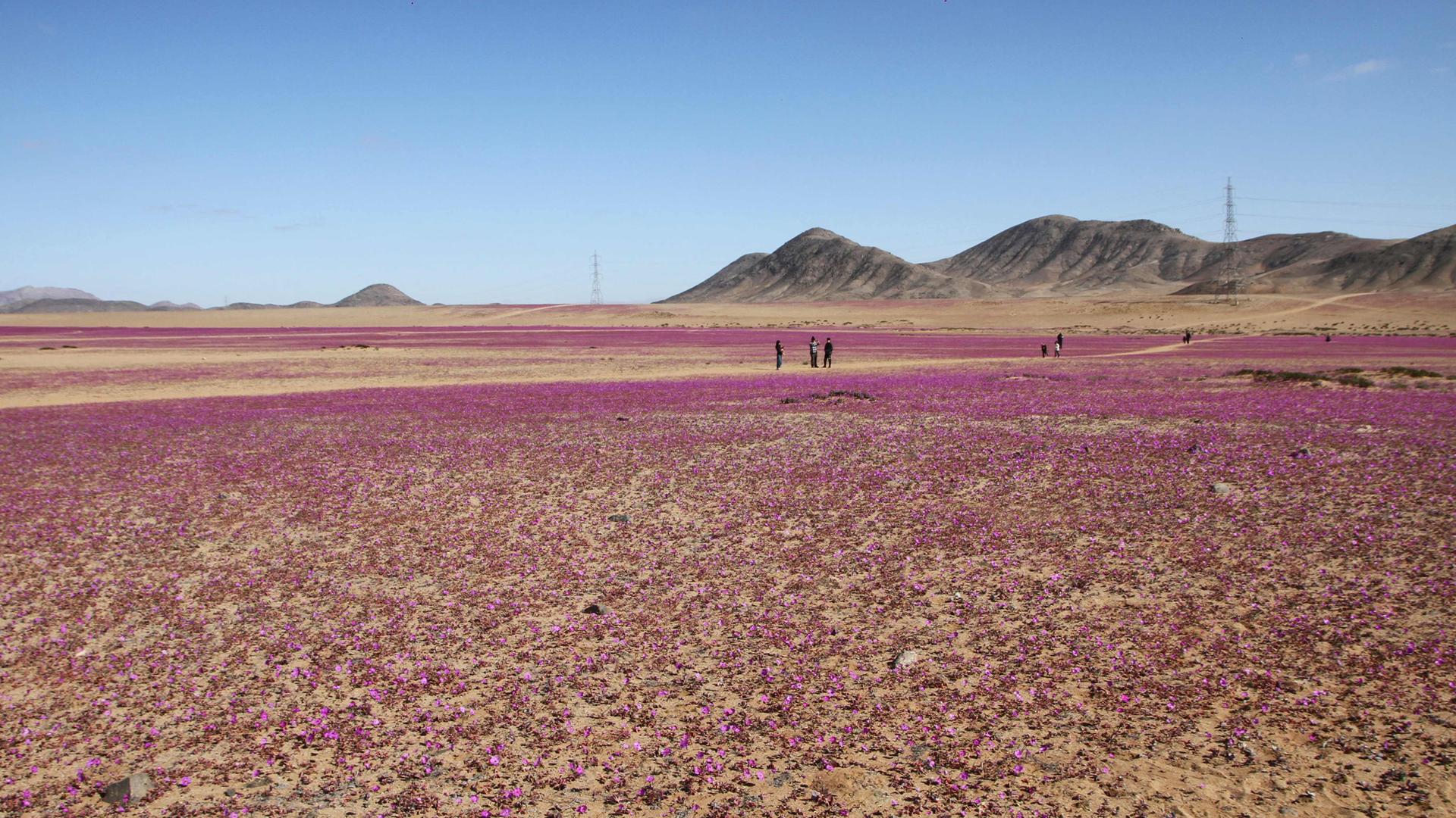 Luftaufnahme der mit Blumen bedeckten Atacama-Wüste in Copiapo, Chile, aufgenommen am 10. Juli 2024.