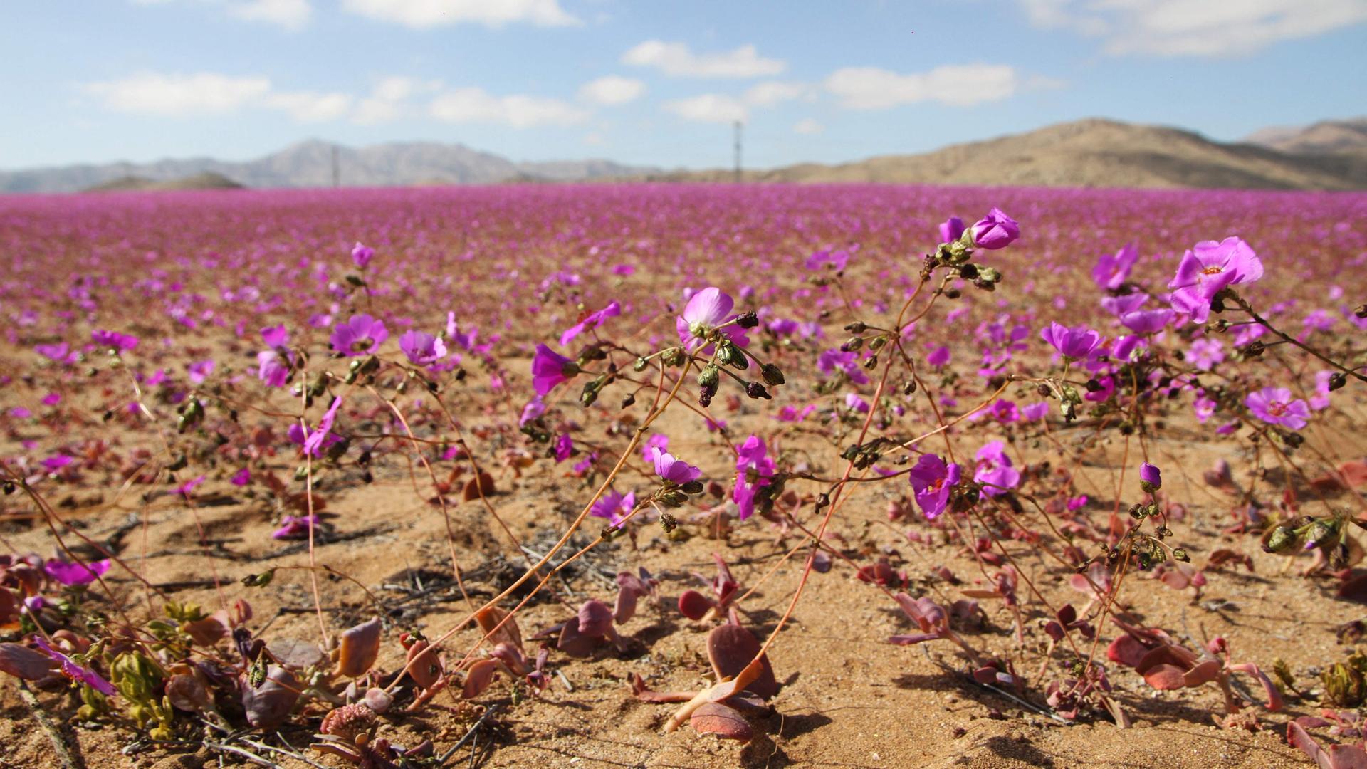 Luftaufnahme der mit Blumen bedeckten Atacama-Wüste in Copiapo, Chile, aufgenommen am 10. Juli 2024.