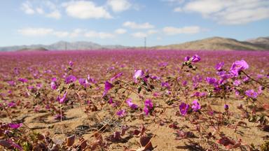 Luftaufnahme der mit Blumen bedeckten Atacama-Wüste in Copiapo, Chile, aufgenommen am 10. Juli 2024.