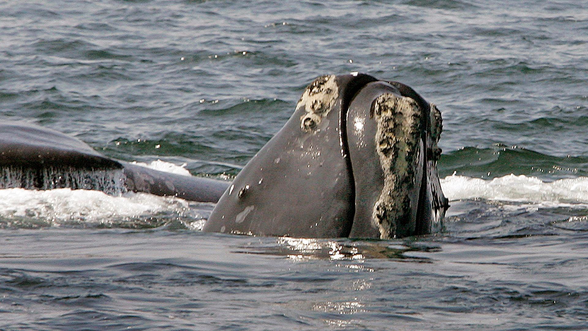 Archiv: Auf diesem Foto vom 10. April 2008 blickt der Kopf eines Nordkaperwals aus dem Wasser, während ein anderer Wal in der Cape Cod Bay nahe Provincetown, Massachusetts, hinter ihm vorbeischwimmt. 