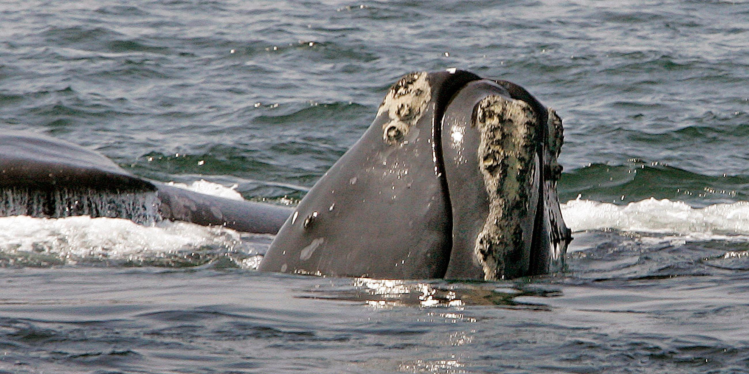 Archiv: Auf diesem Foto vom 10. April 2008 blickt der Kopf eines Nordkaperwals aus dem Wasser, während ein anderer Wal in der Cape Cod Bay nahe Provincetown, Massachusetts, hinter ihm vorbeischwimmt. 