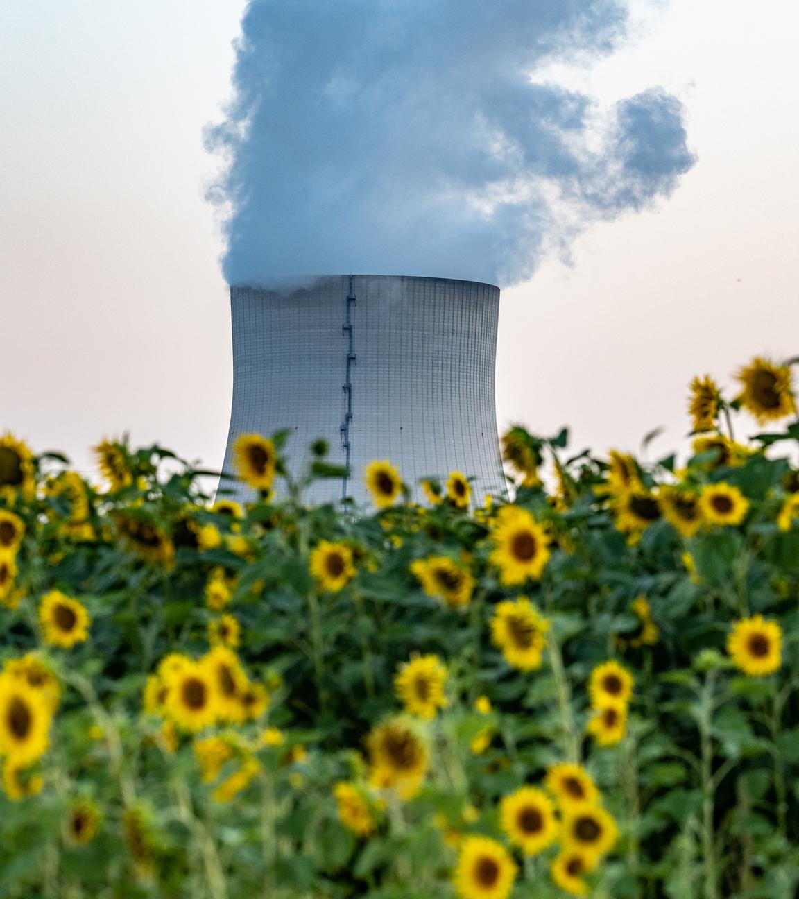 Wasserdampf steigt hinter Sonnenblumen aus dem Kühltum des Atomkraftwerks (AKW) Isar 2