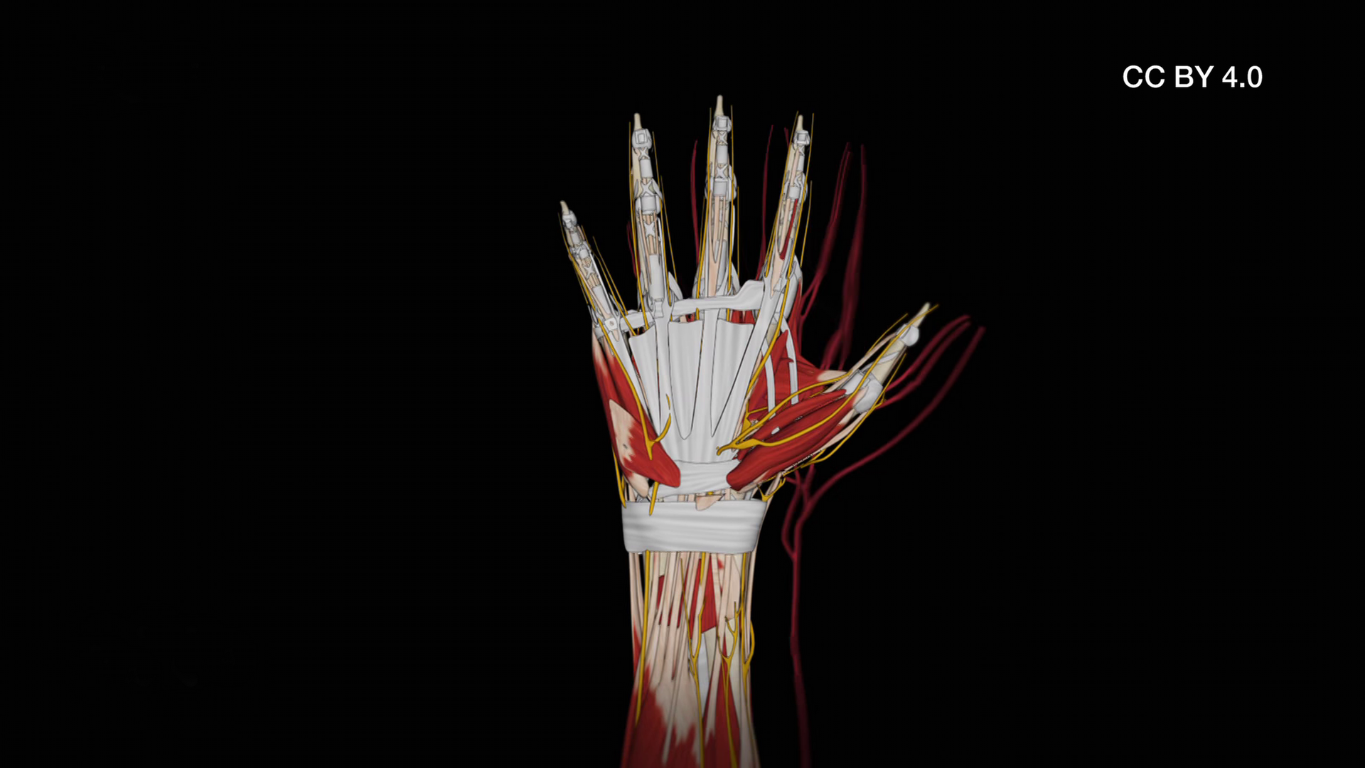Aufbau Hand CC