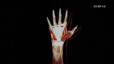 Aufbau Hand CC