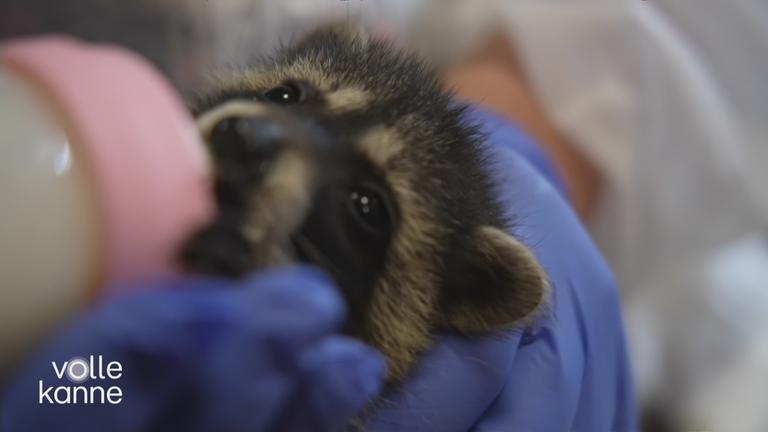 Auffangstation für Waschbären