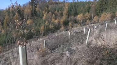 Aufforstung Thüringen