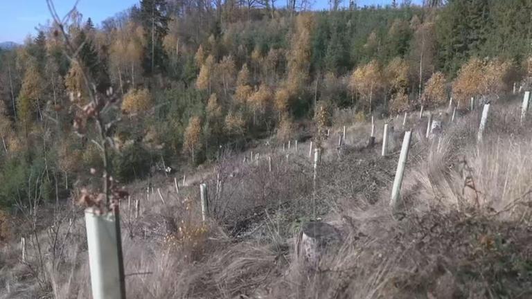 Aufforstung Thüringen