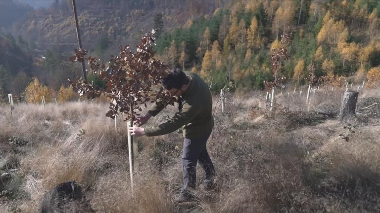 Ein Mann pflanzt einen Baum ein.