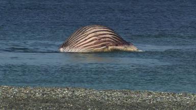 Der tote Buckelwal liegt aufgebläht vor der dänischen Insel Anholt im Meer