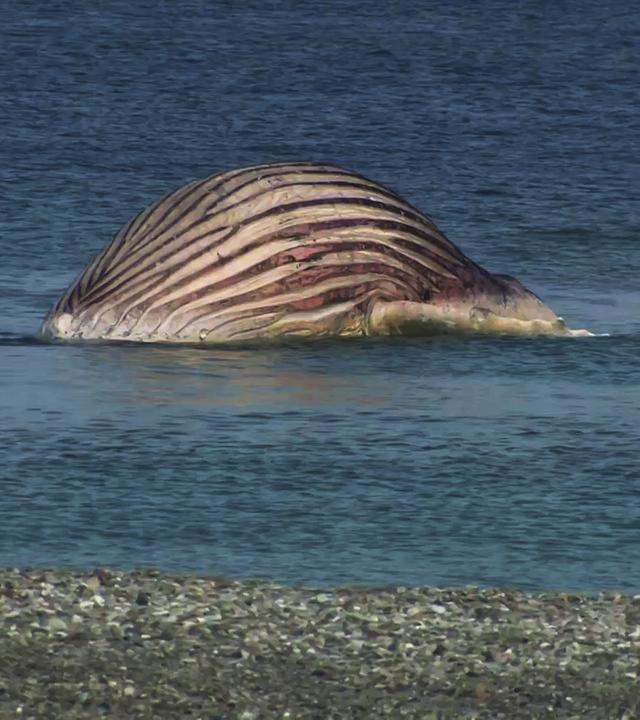 Der tote Buckelwal liegt aufgebläht vor der dänischen Insel Anholt im Meer