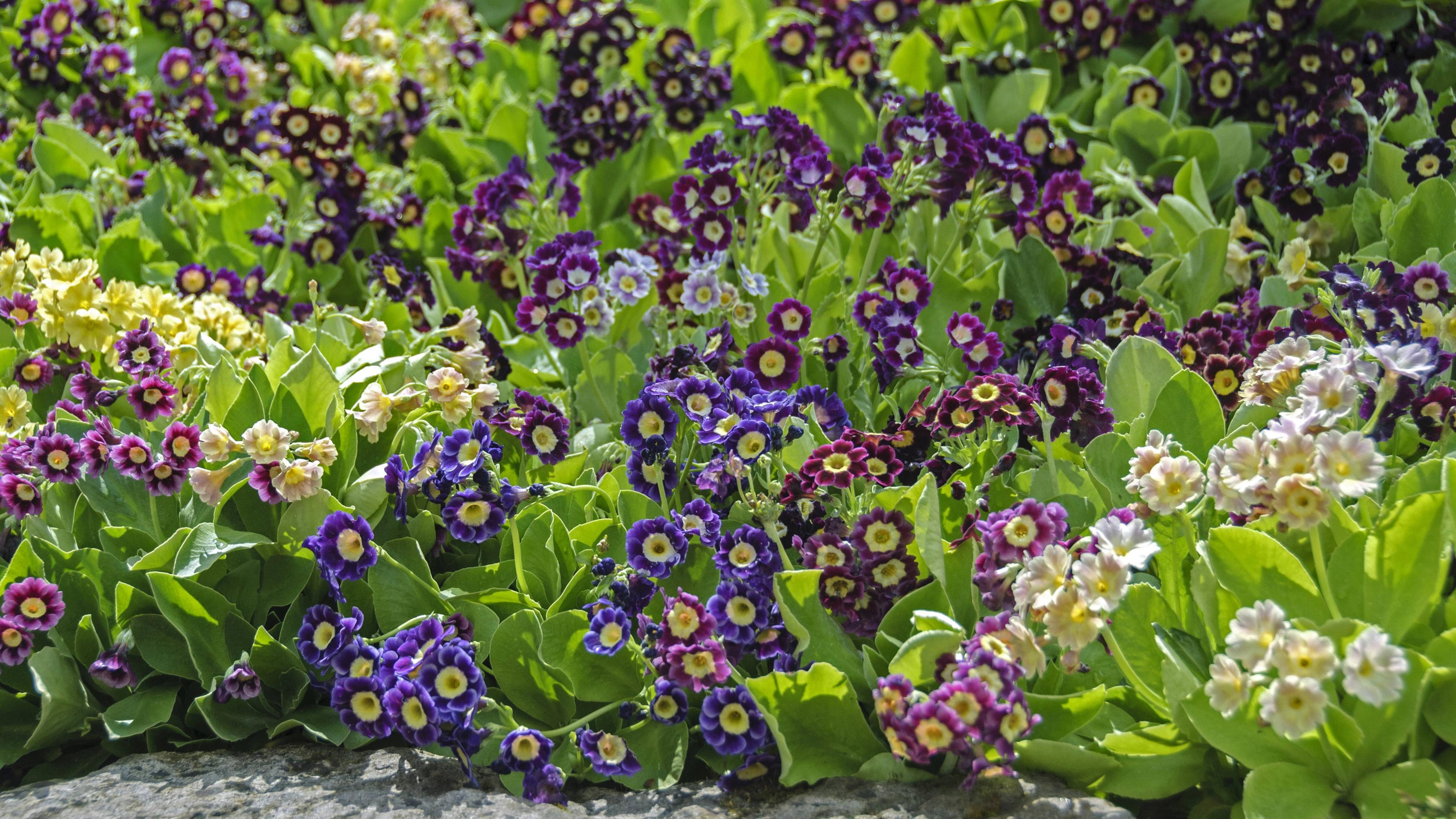 Aurikeln im Blumenbeet