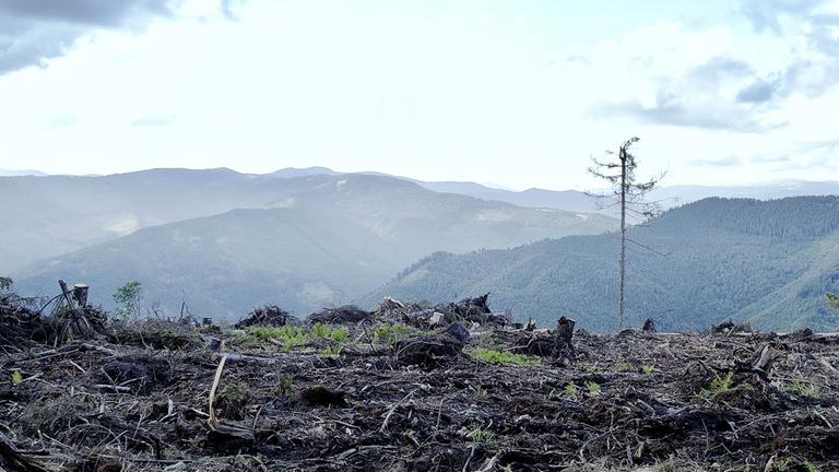Illegale Rodungen in den Karpaten in der Ukraine. Im Hintergrund ist ein intakter Wald zu sehen.
