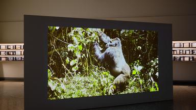 In einem Ausstellungsraum sieht man die großformatige Fotografie eines Gorillas.