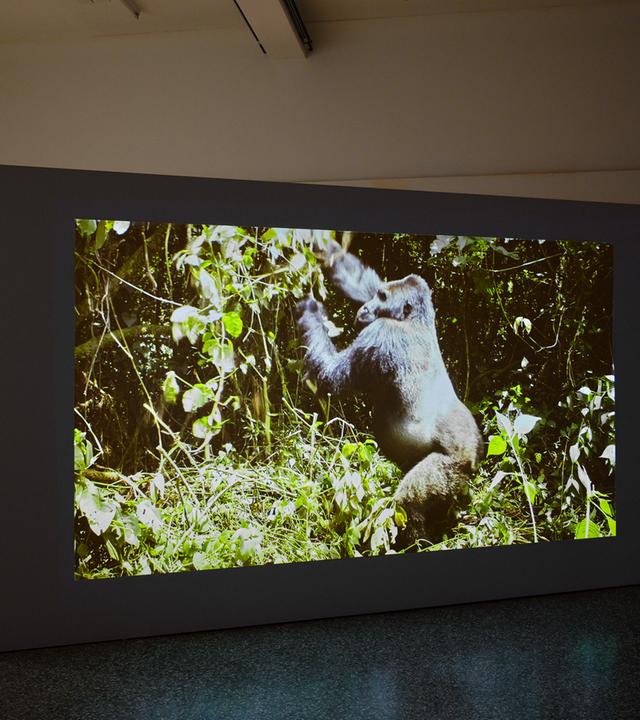 In einem Ausstellungsraum sieht man die großformatige Fotografie eines Gorillas.