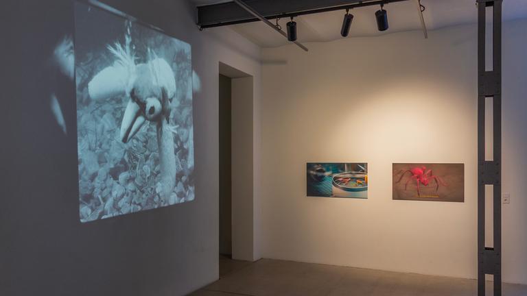 Videoprojektion mit huhnähnlichem Tier