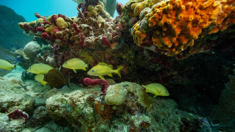 Ein Korallenriff
