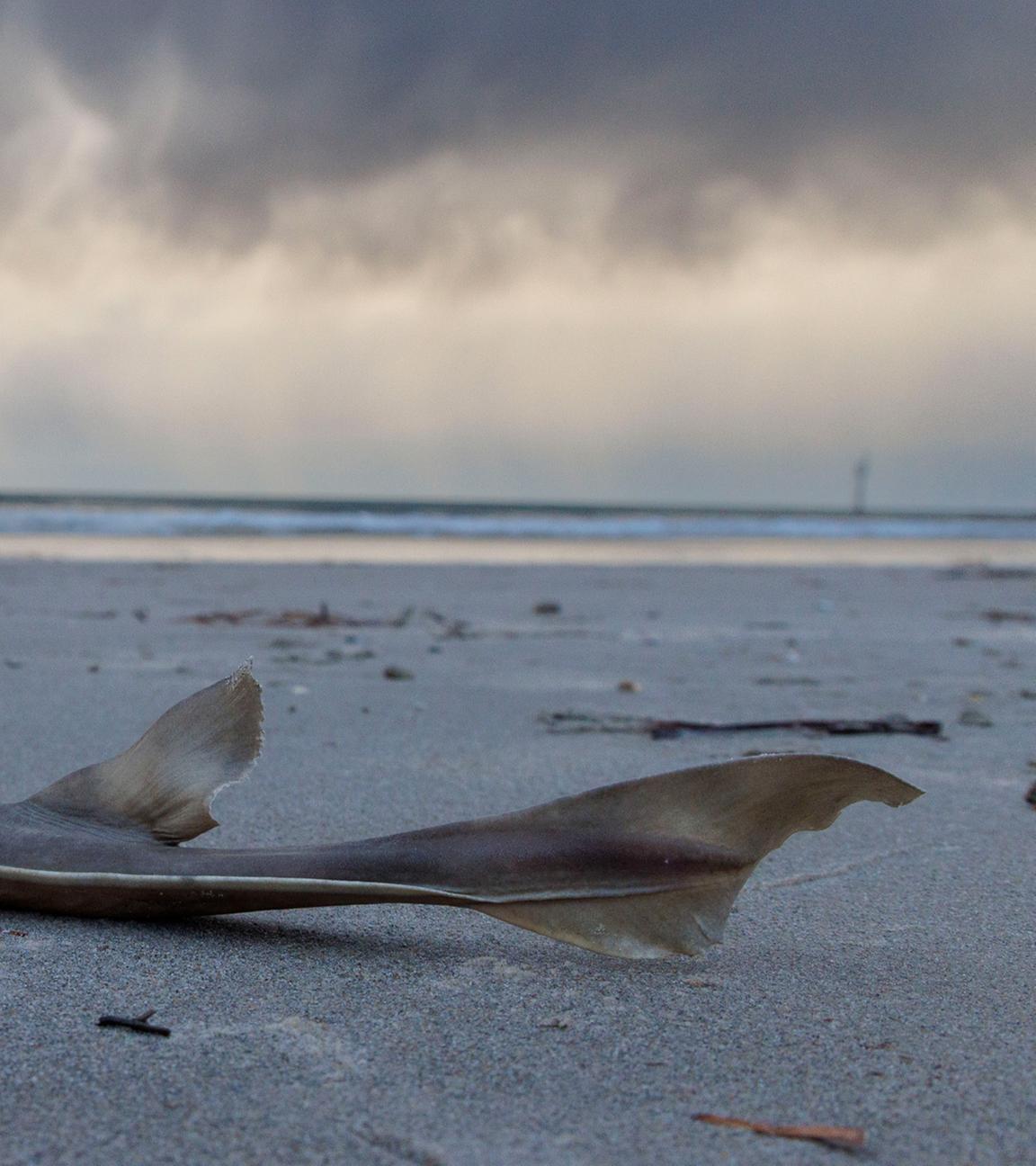 Tote Fische am West Beach – Süd­australiens Algenblüten-Krise, Adelaide, Montag, 21. Juli 2025.