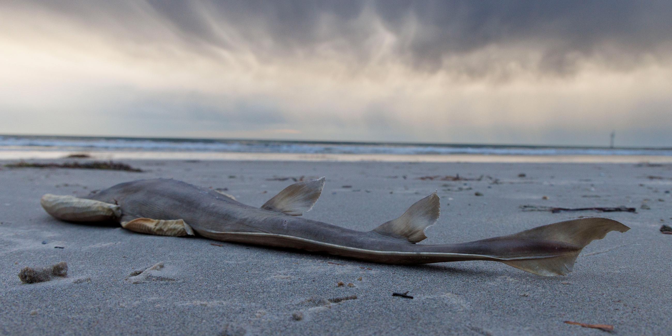 Tote Fische am West Beach – Süd­australiens Algenblüten-Krise, Adelaide, Montag, 21. Juli 2025.