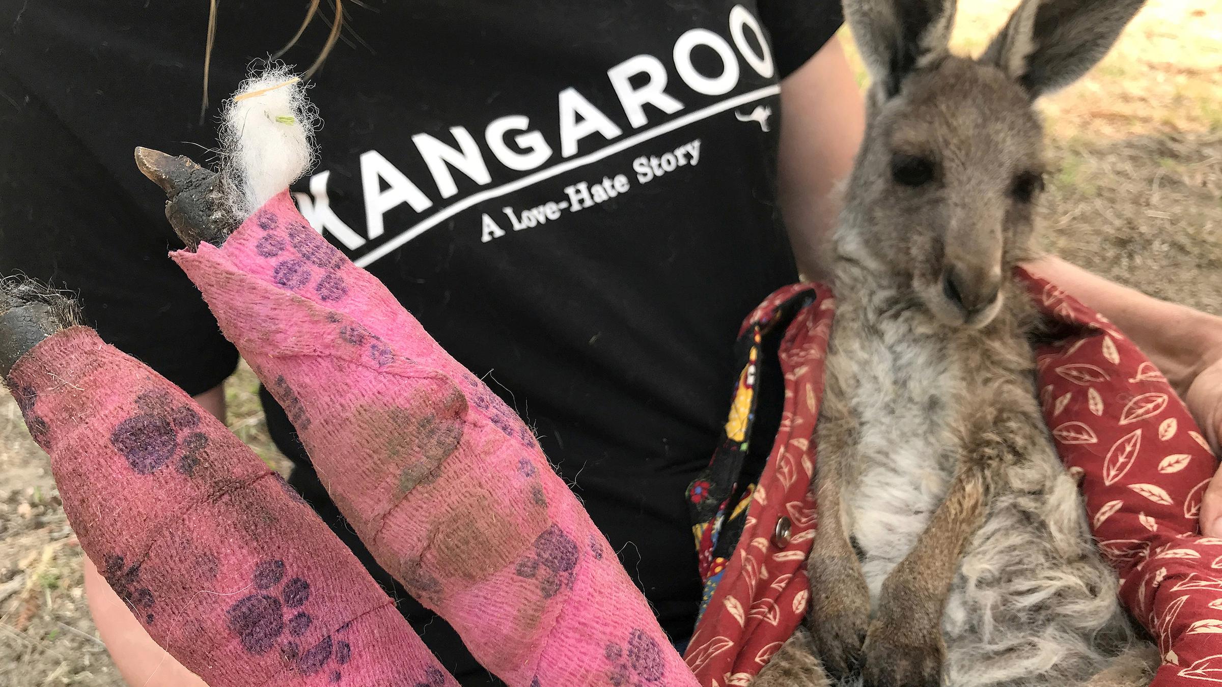 Waldbrände in Australien: Tiere in Australien leiden unter Buschfeuern