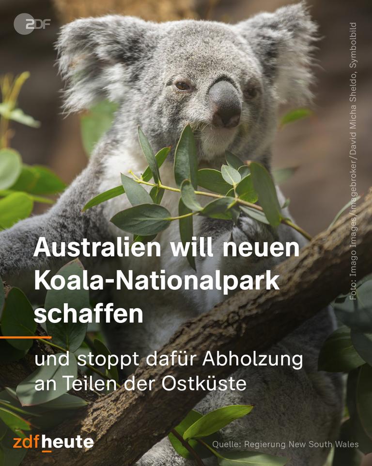Australien will neuen Koala-Nationalpark schaffen