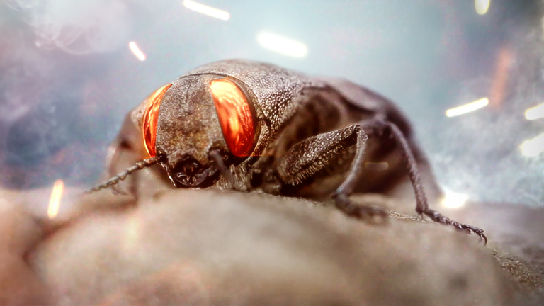 Australischer Feuerkäfer