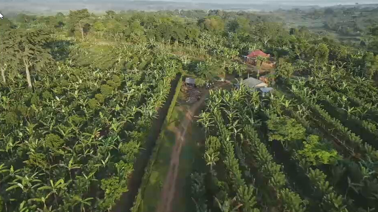 Vanille-Farm von Auswanderer Clemens in Uganda