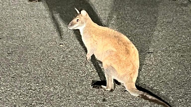 Autofahrerin entdeckt ausgebüxtes Känguru an Bushaltestelle
