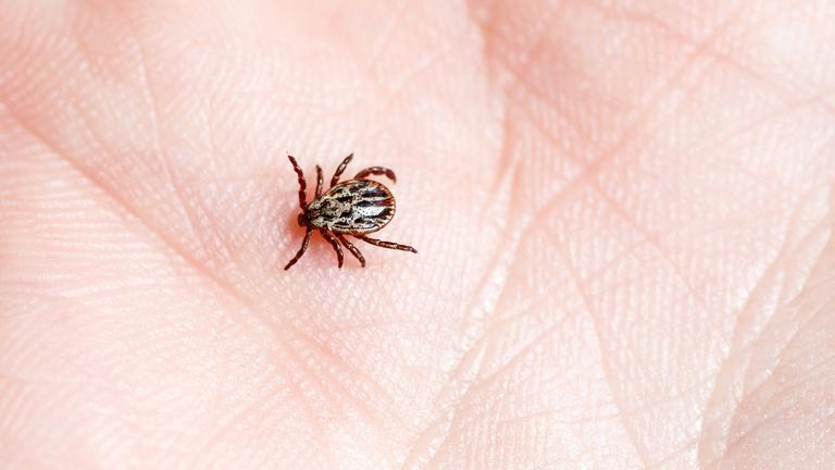 Auwaldzecke auf einer Hand