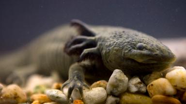 Ein Axolotl in einem Aquarium in Mexiko.