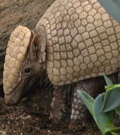Drei Monate altes Gürteltier erkundet nach schwierigem Lebensstart seine Umgebung im Litauischen Zoo.