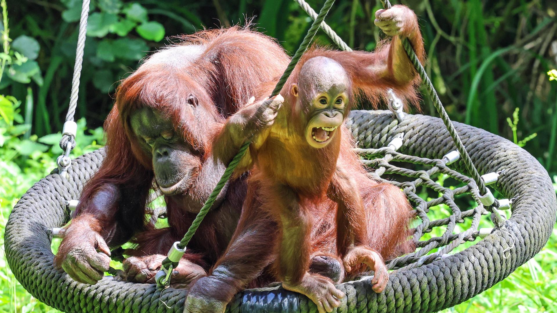 Der junge Orang-Utan Ranbi erkundet im Paignton Zoo (UK) zum ersten Mal mutig das neue Außengehege, begleitet von seiner Mutter Chinta und Schwester Natalia beim Spielen und Klettern.