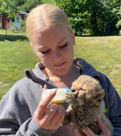 Eine Tierflegerin fütter Babygepard Kito per Hand mit einer Flasche
