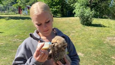 Ortenburg: Gepardenbaby von Hand aufgezogen
