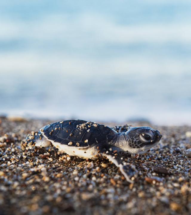 Eine frisch geschlüpfte Unechte Karettschildkröte am Strand von Antalya.