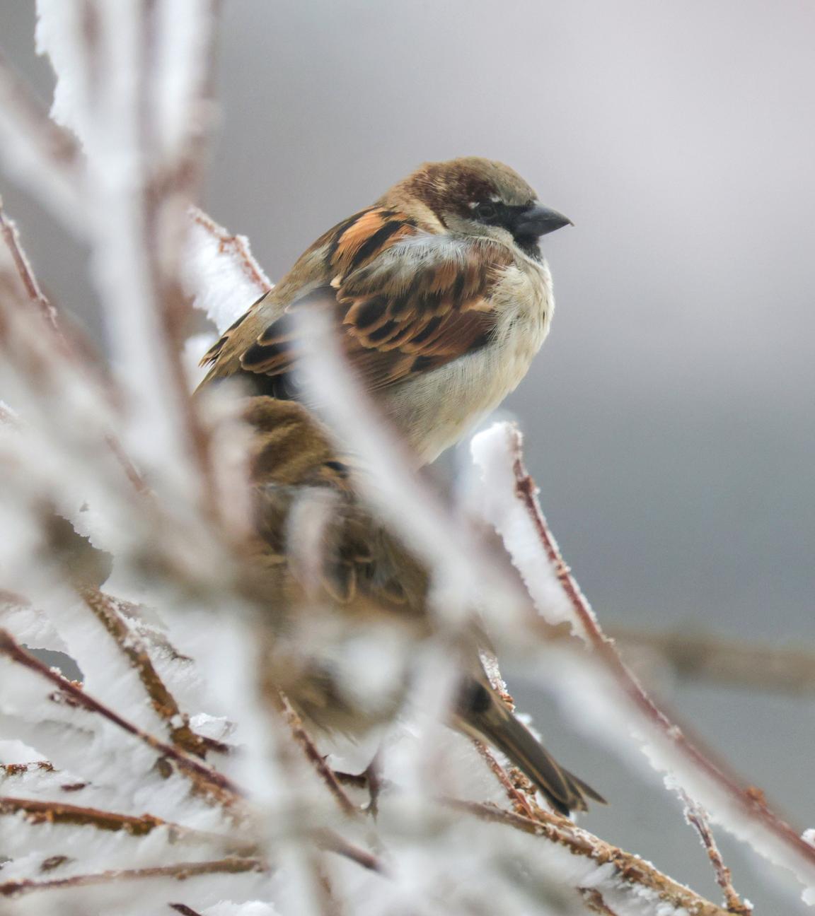 Baden-Württemberg, Münsingen: Ein Haussperling sitzt auf mit Raureif überzogenen Ästen auf der Schwäbischen Alb