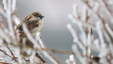Nabu meldet Rekordtief an gezählten Wintervögeln
