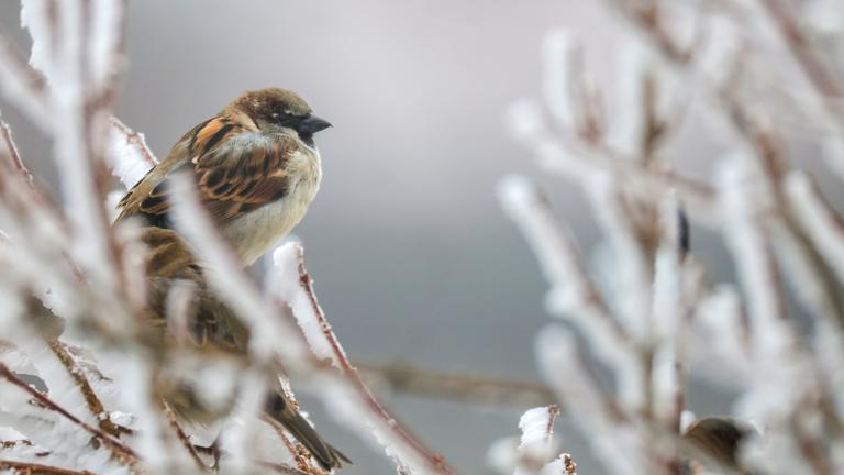 Baden-Württemberg, Münsingen: Ein Haussperling sitzt auf mit Raureif überzogenen Ästen auf der Schwäbischen Alb