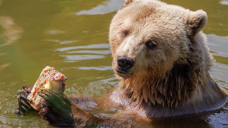 Braunbär Flocon frisst eine Eisbombe mit Apfel, Birne, Fleisch und Fisch in einem Gehege im Tierpark Olderdissen.