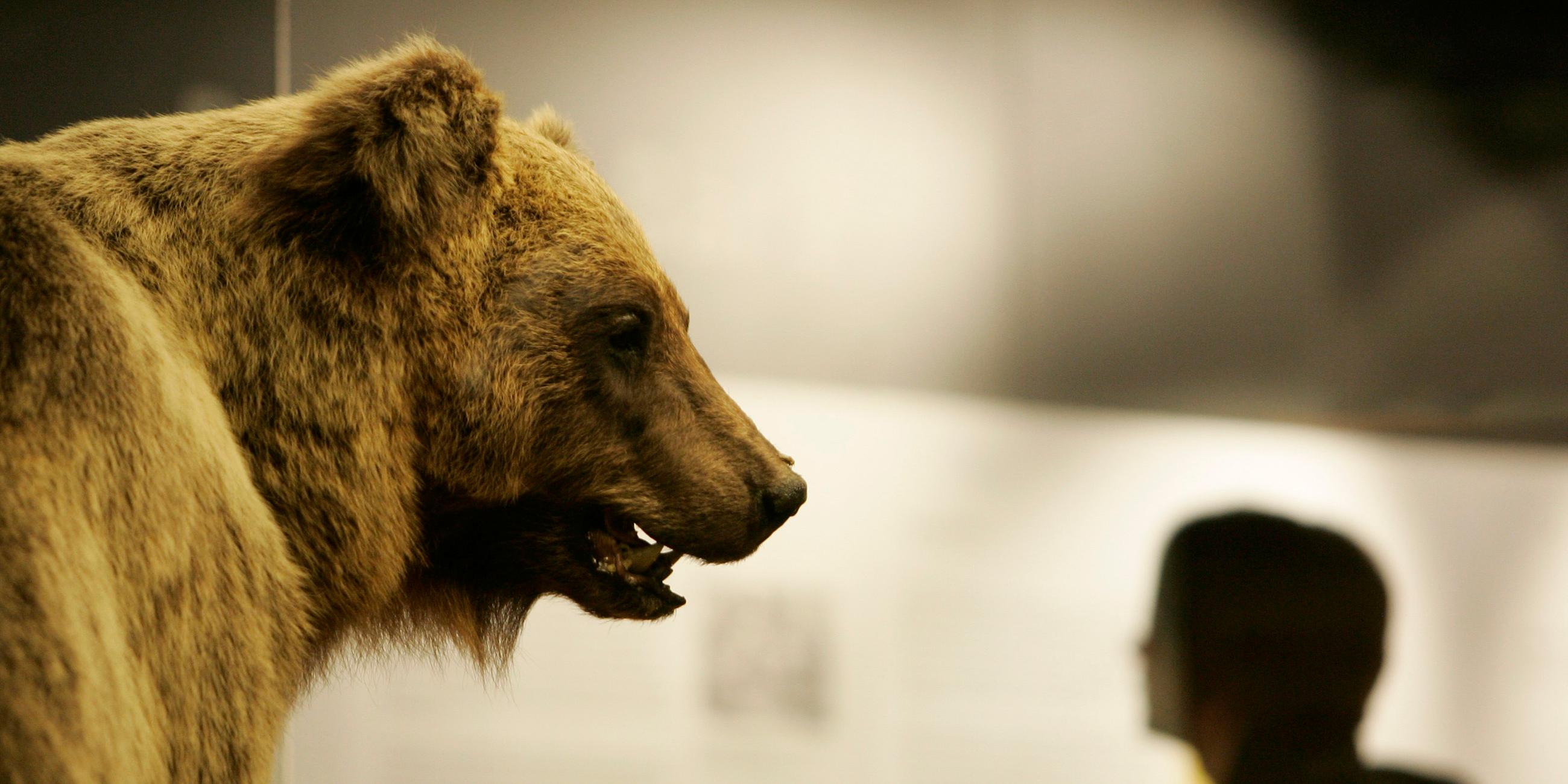 Braunbär Bruno
