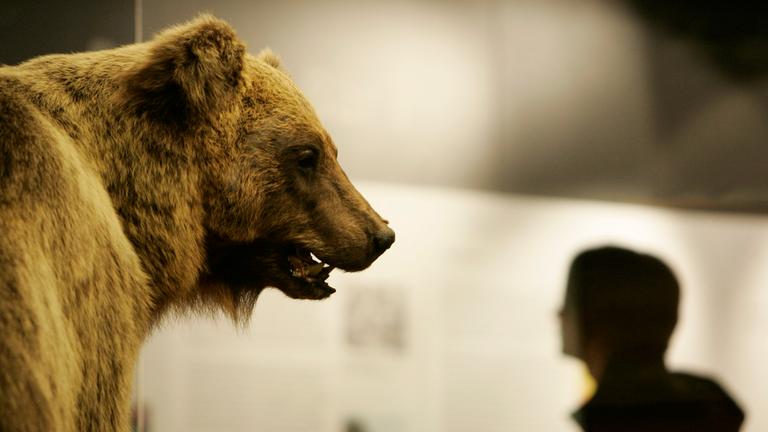 Braunbär Bruno