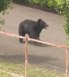 Bär auf Farbikgelände in Japan